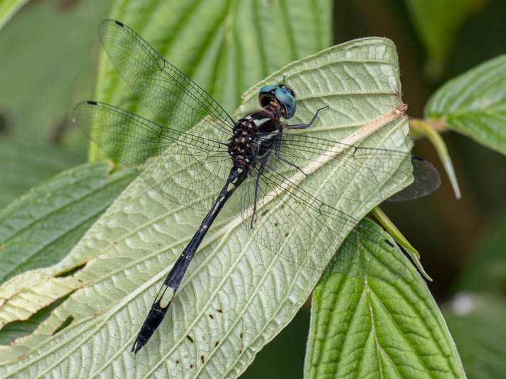 Brechmorhoga pertinax (Masked Clubskimmer) male-3.jpg